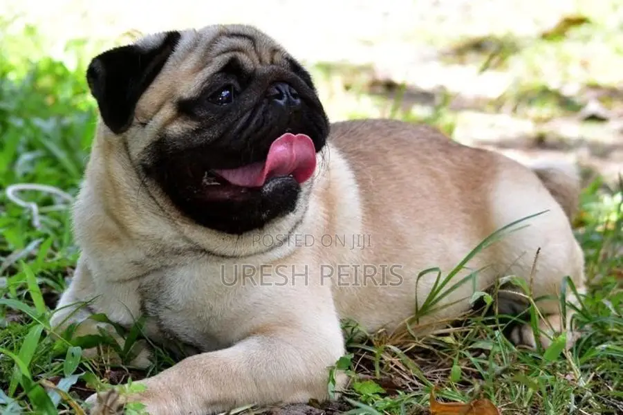 Pug Puppies