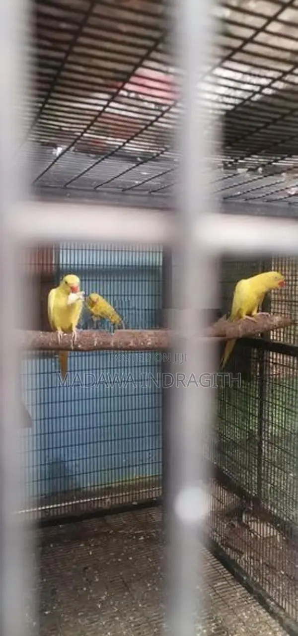 Yellow Pattots