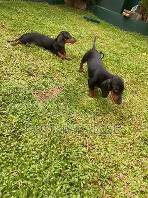Dachshund Puppies