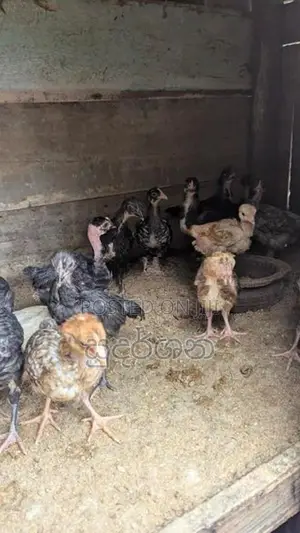 கோழிக்குஞ்சுகள்