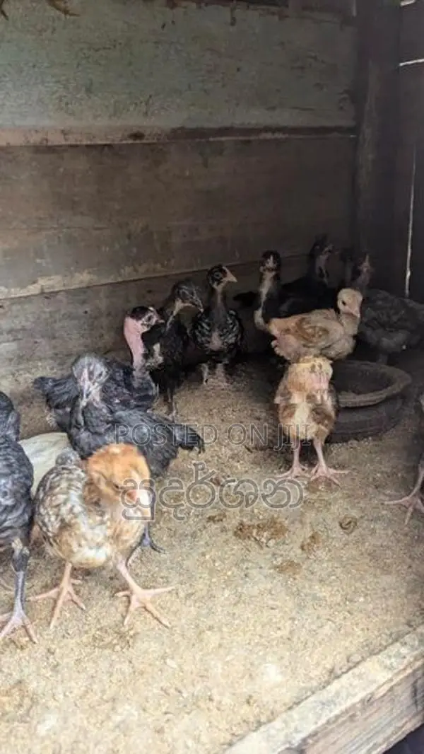 கோழிக்குஞ்சுகள்