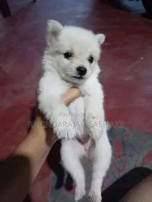 Lion pomeranian puppy
