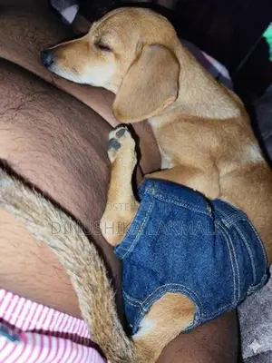 DachshunD Puppy