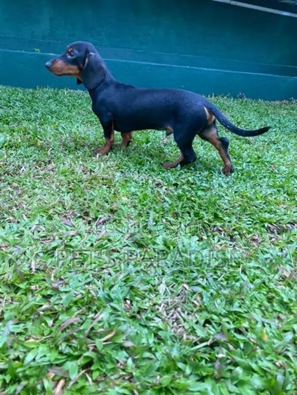 Dachshund Puppies