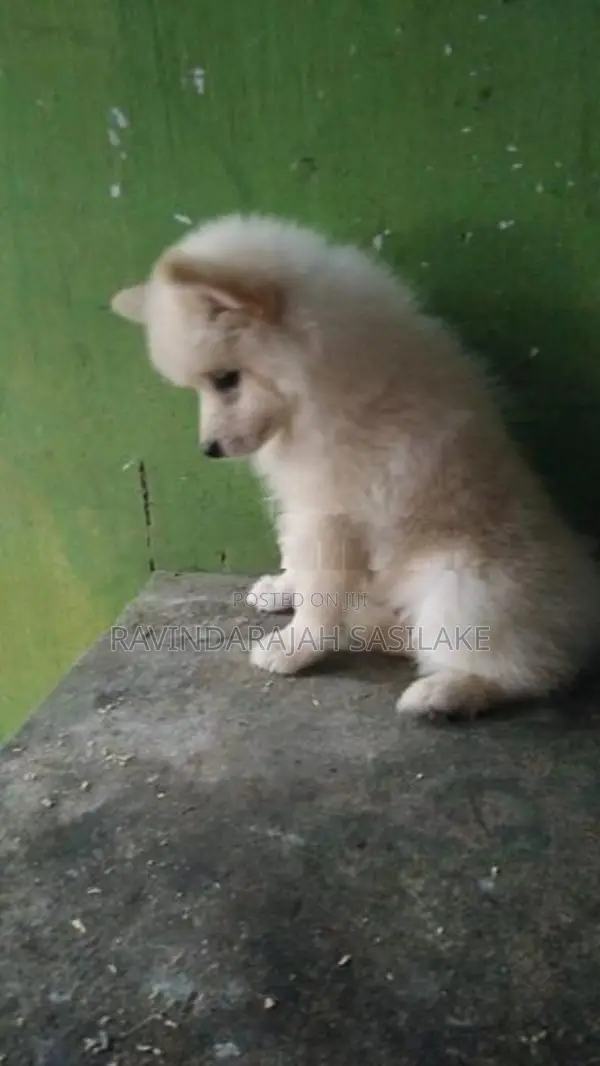 Lion pomeranian puppy