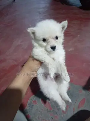 Lion pomeranian puppy