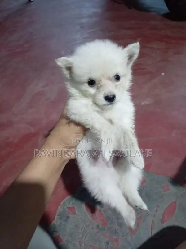 Lion pomeranian puppy