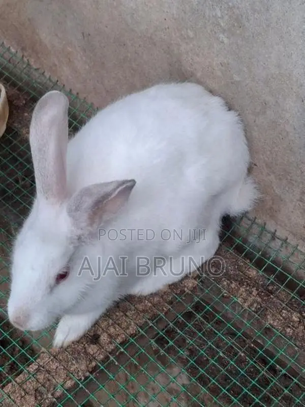 Rabbits