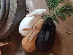 Rabbits