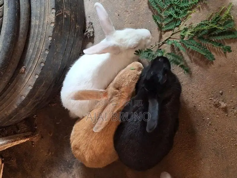 Rabbits