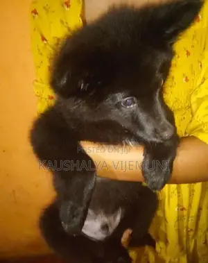 Pomanariyan Puppy