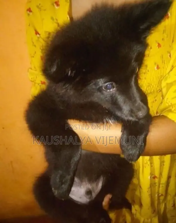 Pomanariyan Puppy