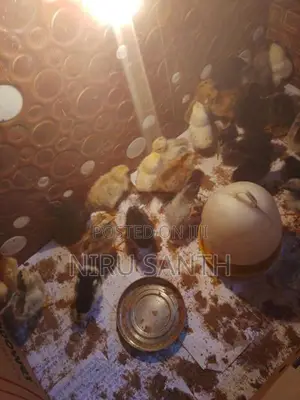 இரண்டு வாரங்கள் கடந்த ஊர்க்கோழிகுஞ்சுகள் விற்பனைக்கு