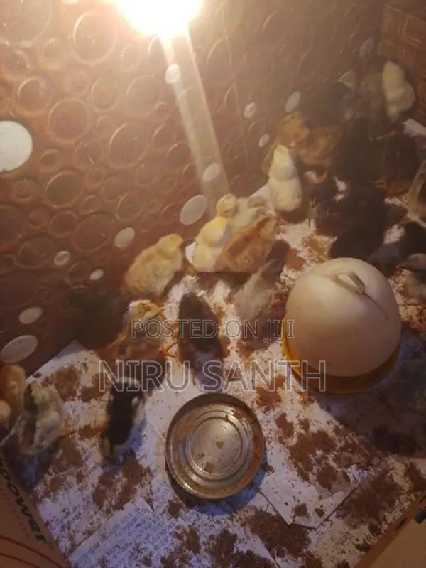 இரண்டு வாரங்கள் கடந்த ஊர்க்கோழிகுஞ்சுகள் விற்பனைக்கு