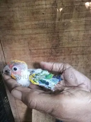Sun conure