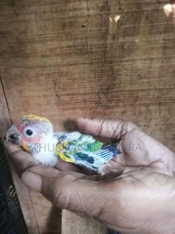 Sun conure