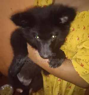 Pomanariyan Puppy