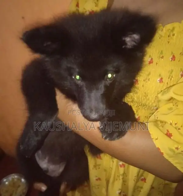 Pomanariyan Puppy