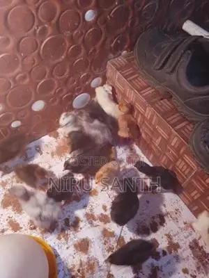 இரண்டு வாரங்கள் கடந்த ஊர்க்கோழிகுஞ்சுகள் விற்பனைக்கு