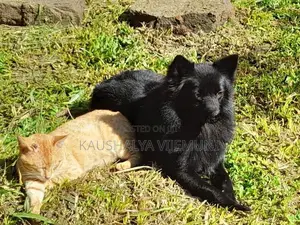 Pomanariyan Puppy