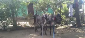 Farm Cow
