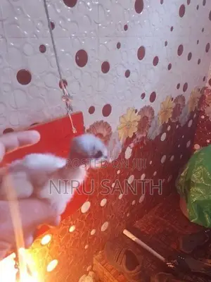 இரண்டு வாரங்கள் கடந்த ஊர்க்கோழிகுஞ்சுகள் விற்பனைக்கு