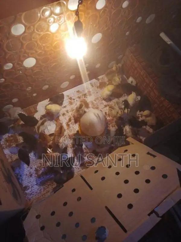 இரண்டு வாரங்கள் கடந்த ஊர்க்கோழிகுஞ்சுகள் விற்பனைக்கு