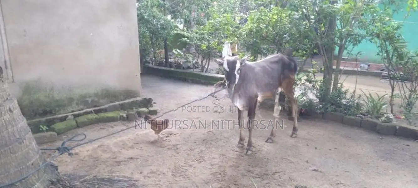 Farm Cow