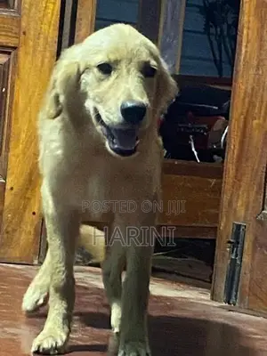 golden retriever