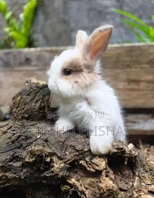 Angora Bunnies