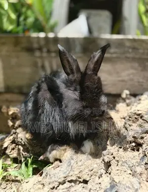 Angora Bunnies