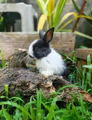 Angora Bunnies