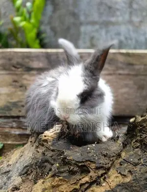Angora Bunnies