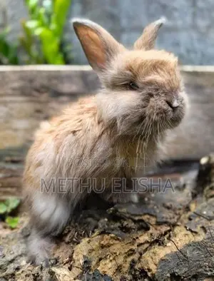Angora Bunnies