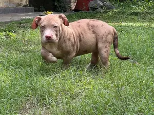 American Bully XL