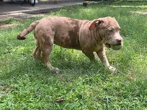 American Bully XL