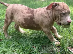 American Bully XL