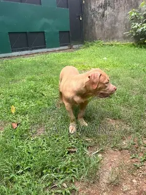 American Bully XL