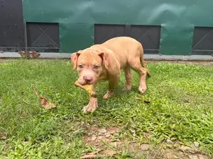 American Bully XL