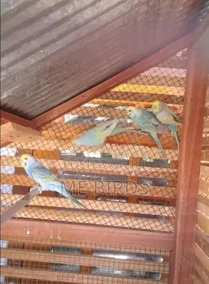 Rainbow love birds