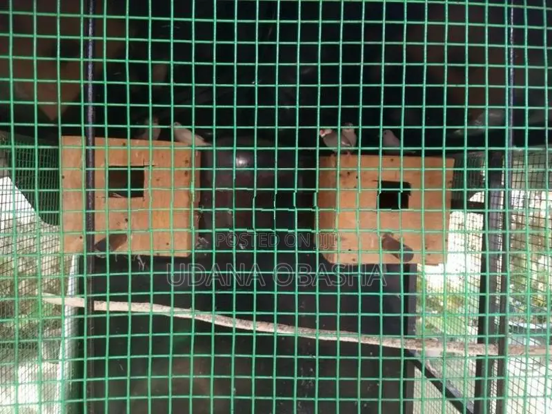 Jawa Birds