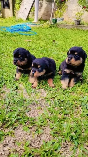 ROTTWEILER