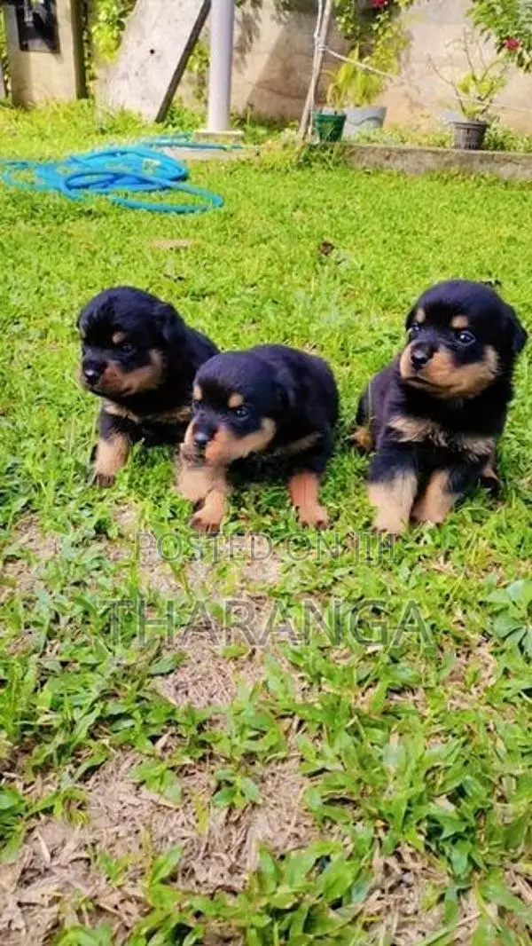 ROTTWEILER