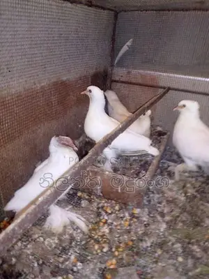 Pigeon