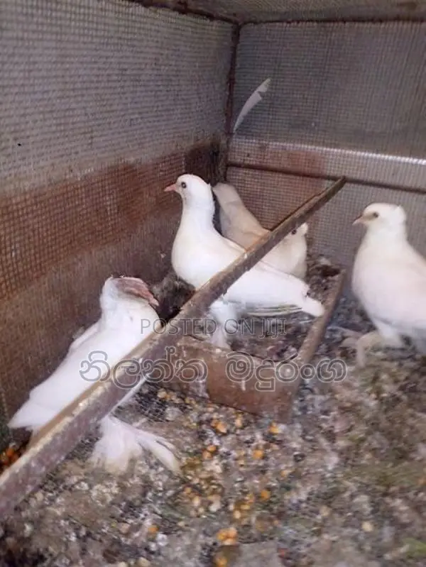 Pigeon