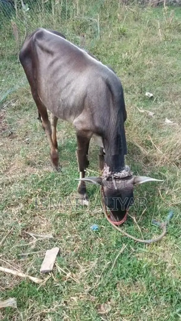 பசு நாம்பன் மாடு
