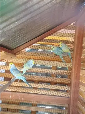 Rainbow love birds