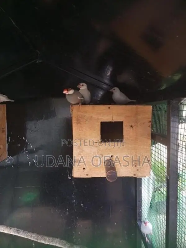 Jawa Birds