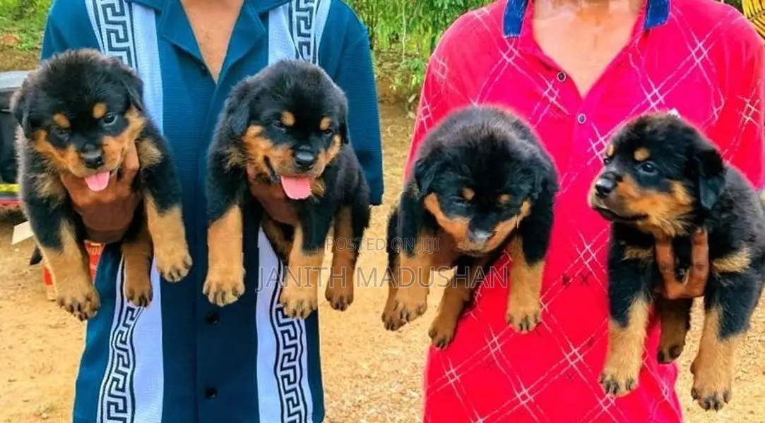 ROTTWEILER PUPPIES