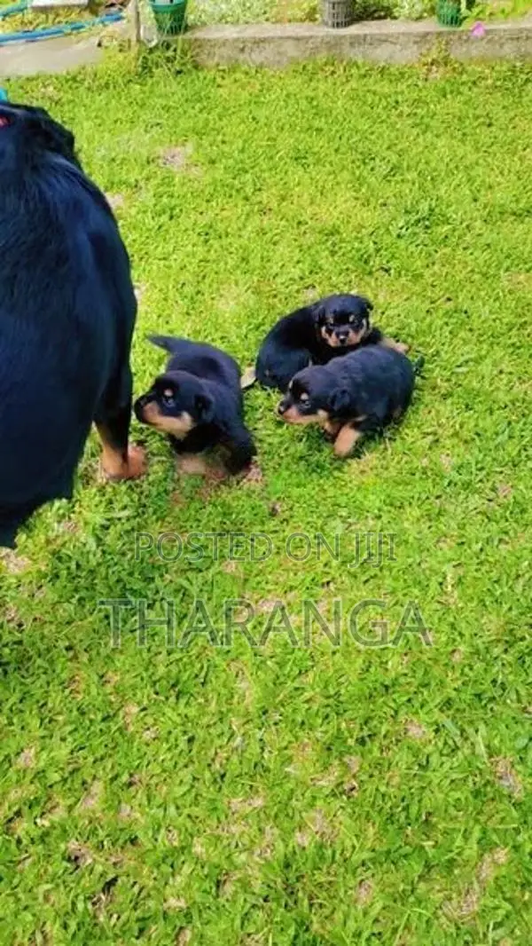ROTTWEILER